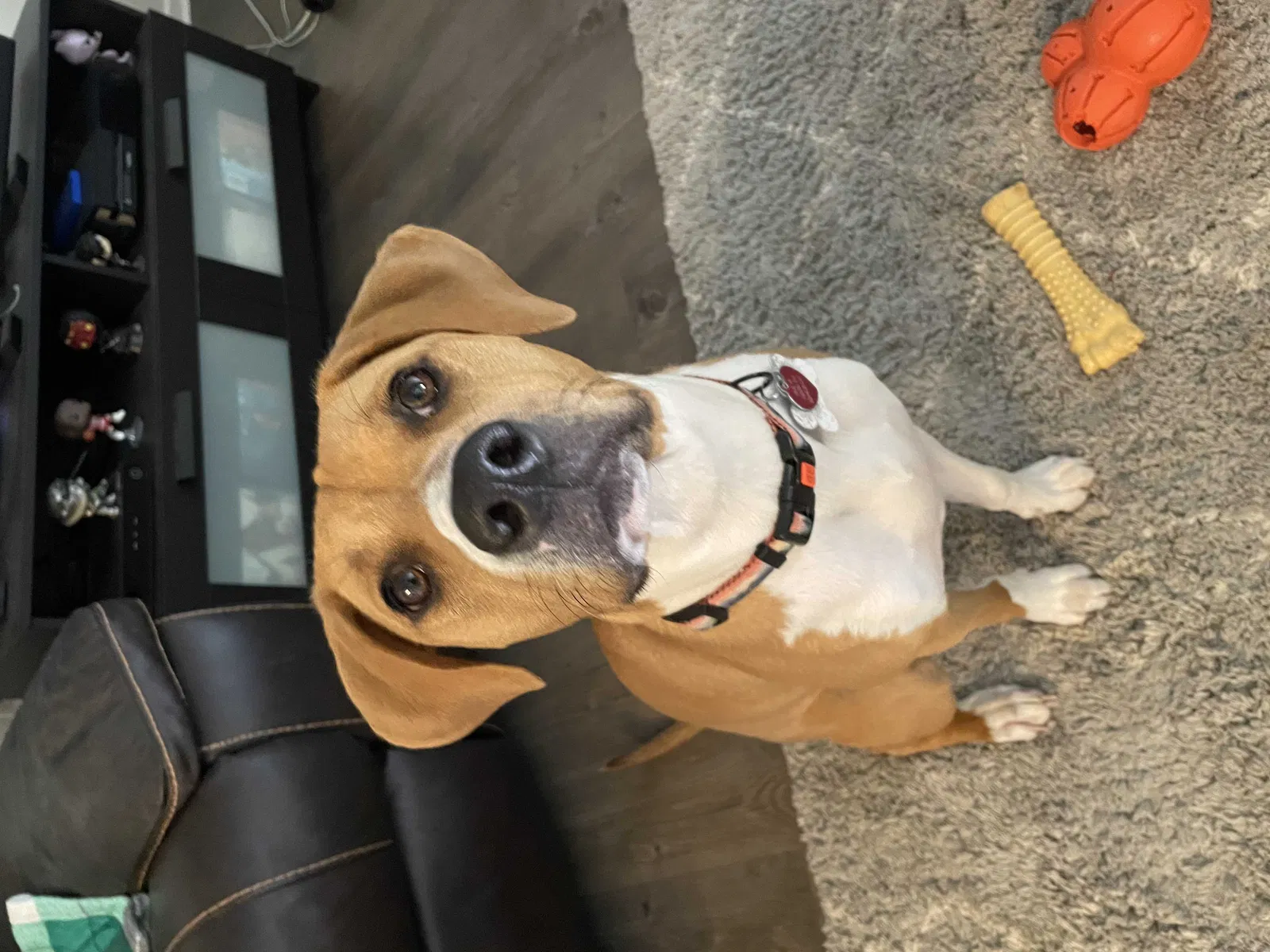 Lost dog in Greeley, CO, 80634
