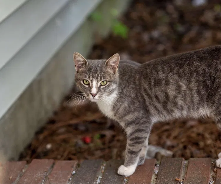 Lost cat in Irmo, SC, 29063