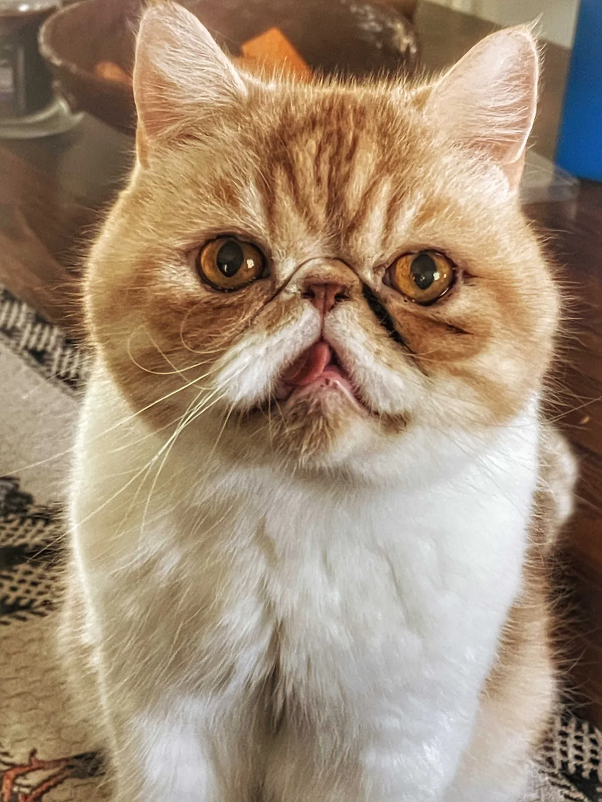 Lost cat in Pensacola, FL, 32526