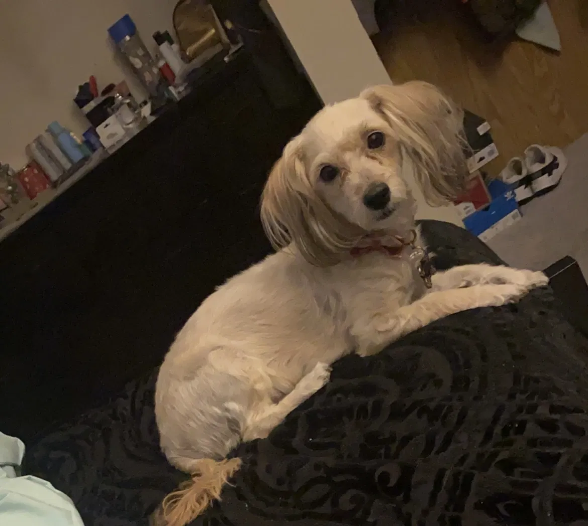 Lost dog in Las Vegas, NV, 89115