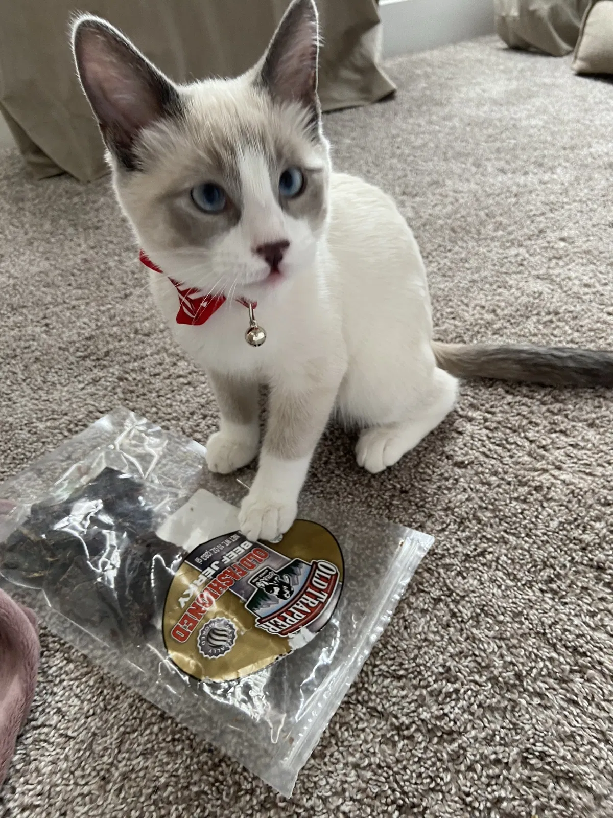 Lost cat in Peyton, CO, 80831