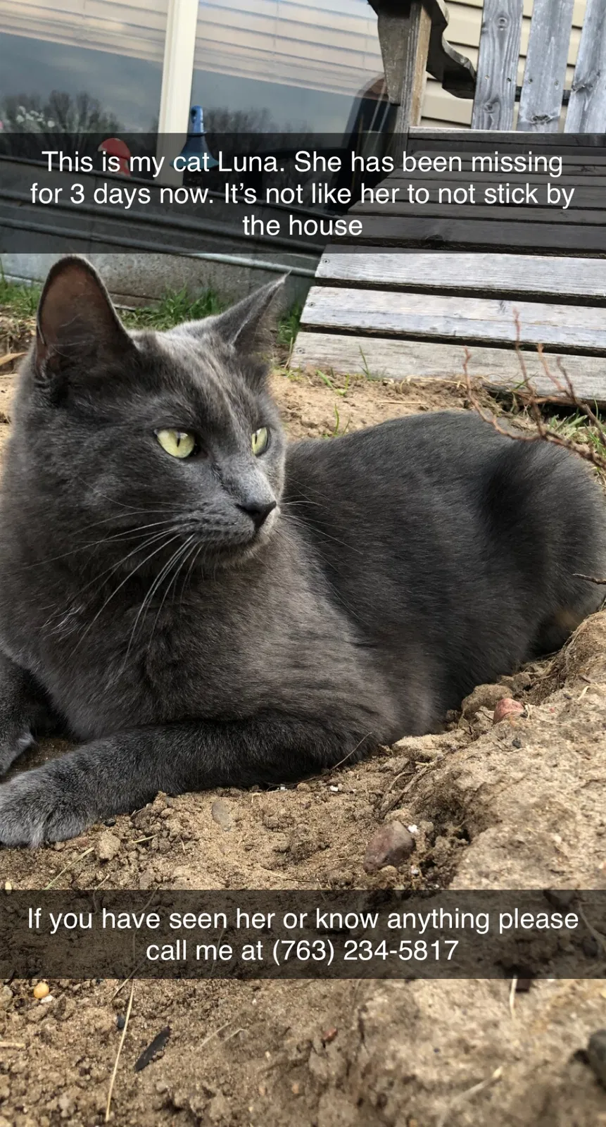 Lost cat in Princeton, MN, 55371
