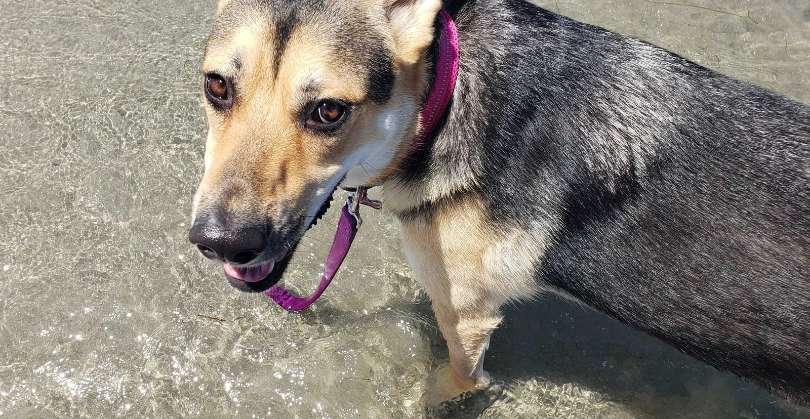 Lost dog in San Diego, CA, 92109