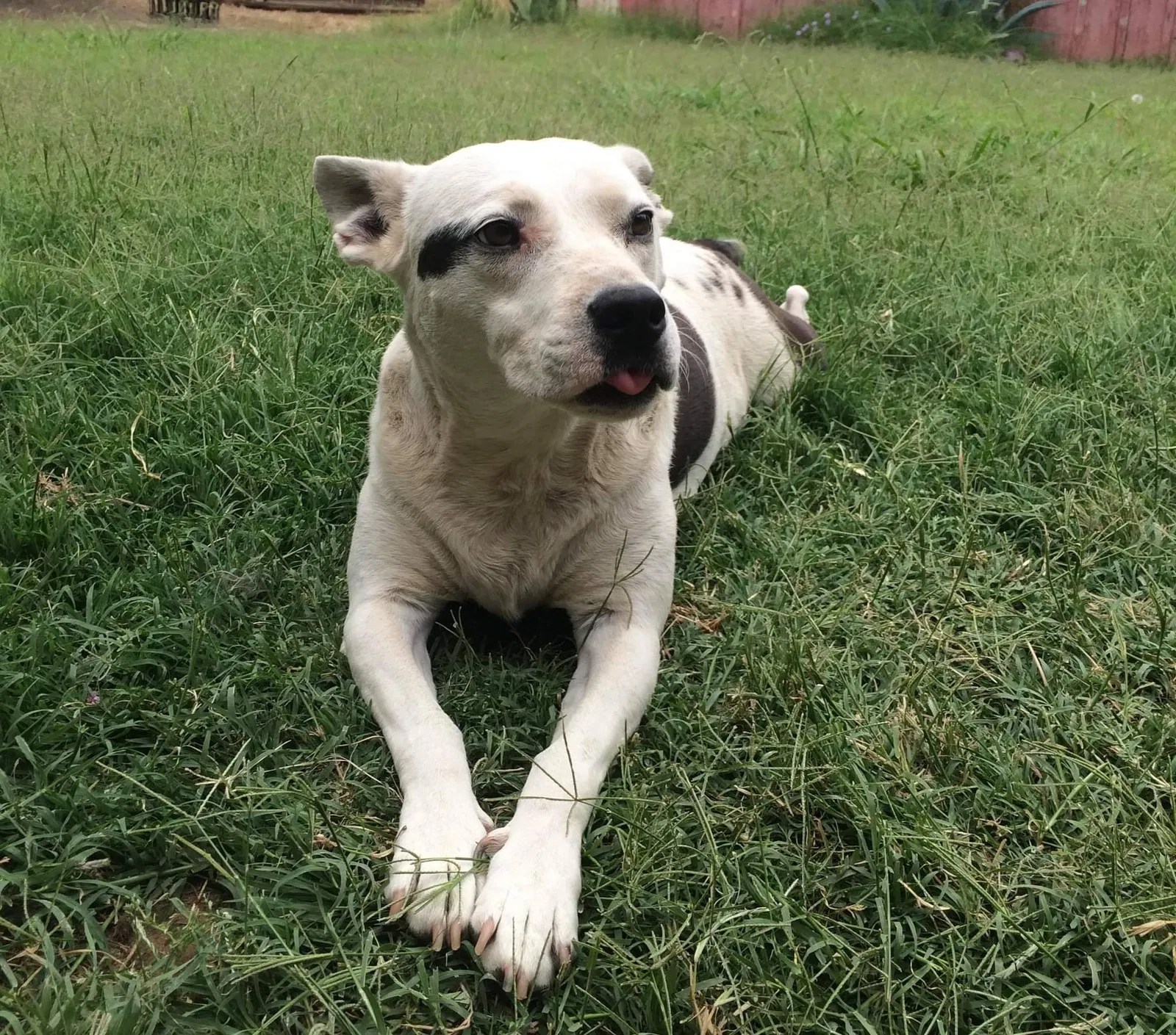 Lost dog in Fresno, CA, 93704
