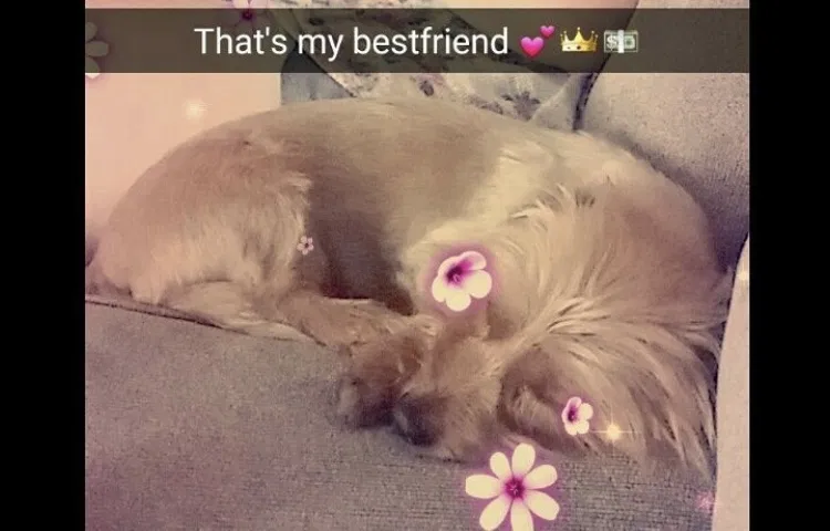 Lost dog in Indianapolis, IN, 46241
