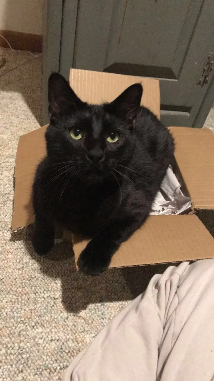 Lost cat in Plattsmouth, NE, 68048