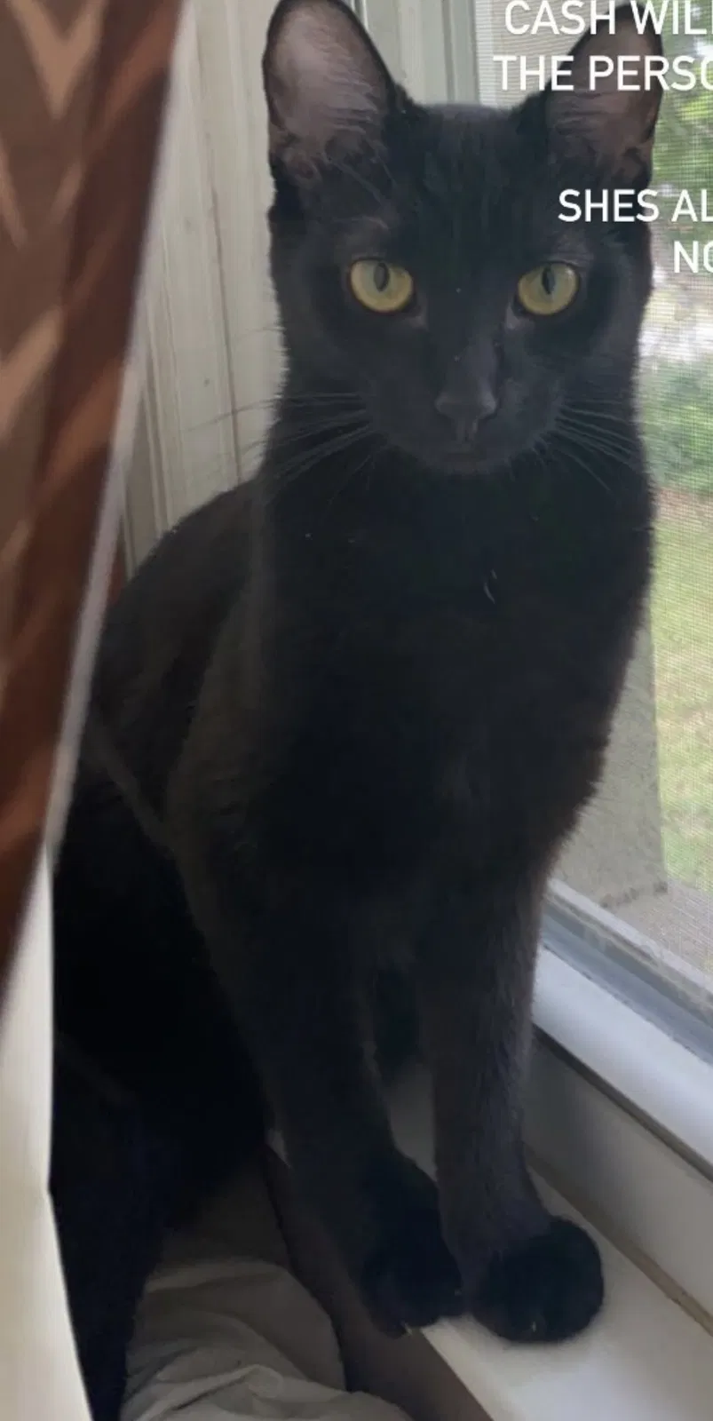 Lost cat in Lexington, KY, 40503