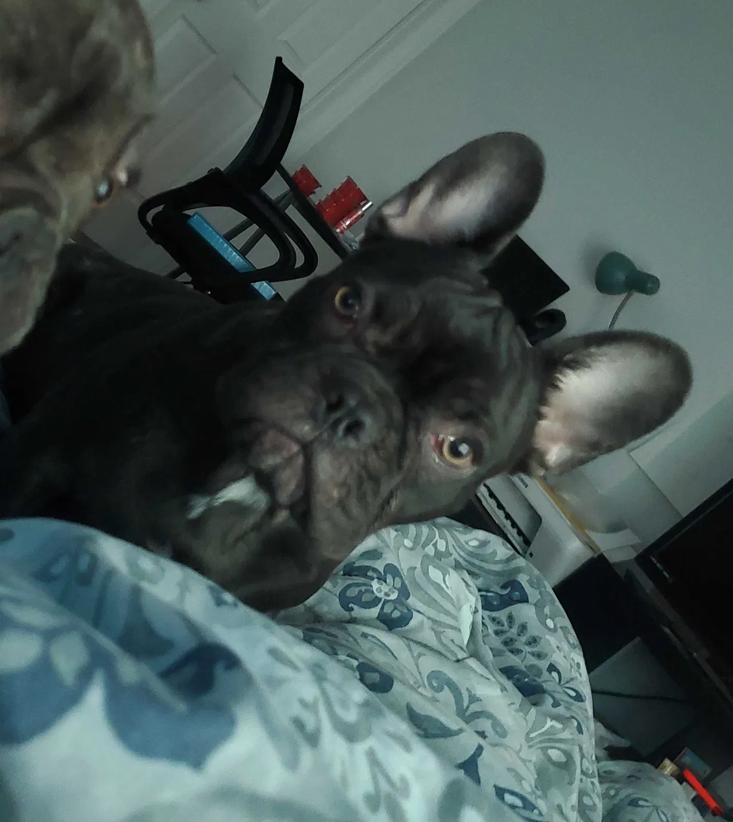 Lost dog in Visalia, CA, 93277