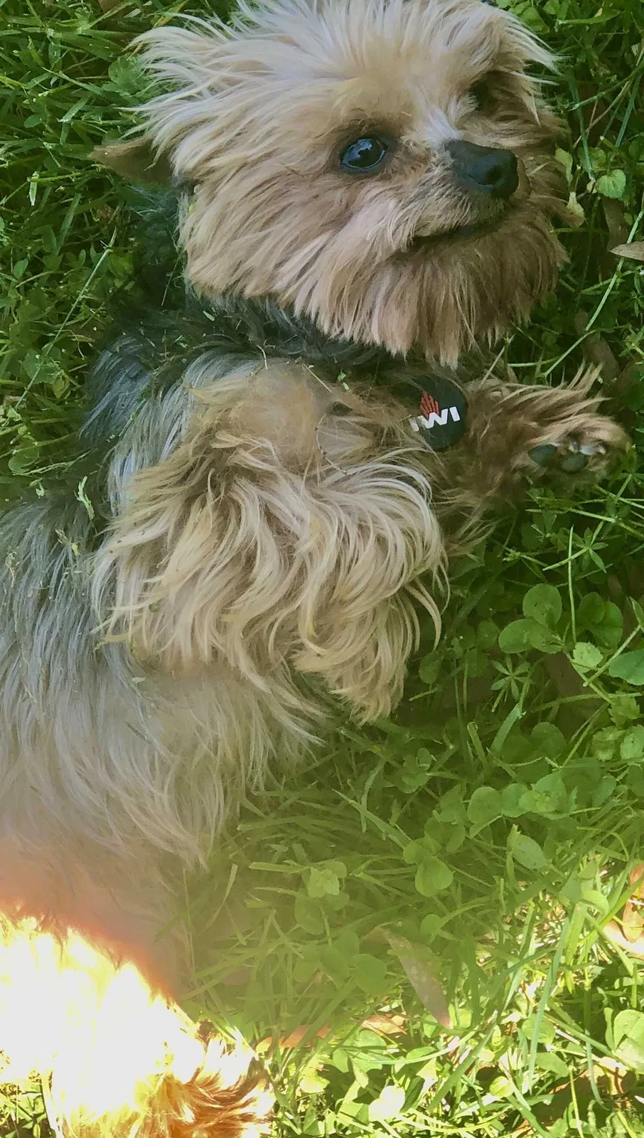 Lost dog in Rock Hill, SC, 29730