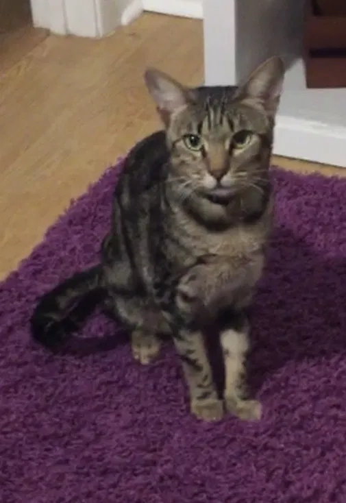 Lost cat in Orlando, FL, 32817
