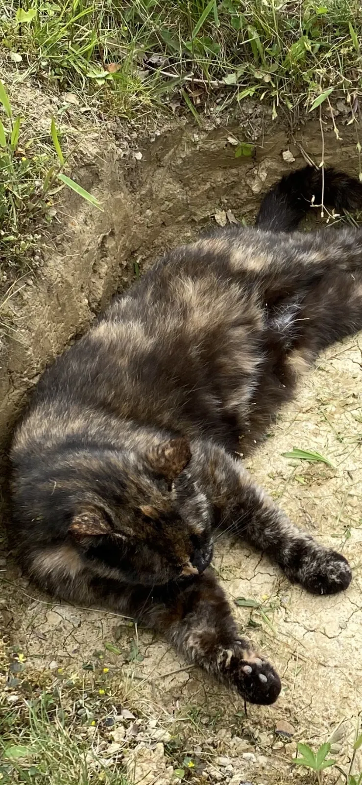 Lost cat in Youngstown, OH, 44515