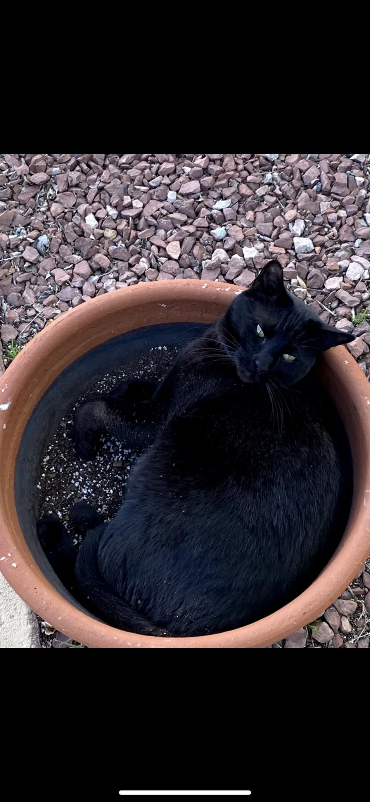 Lost cat in Albuquerque, NM, 87106