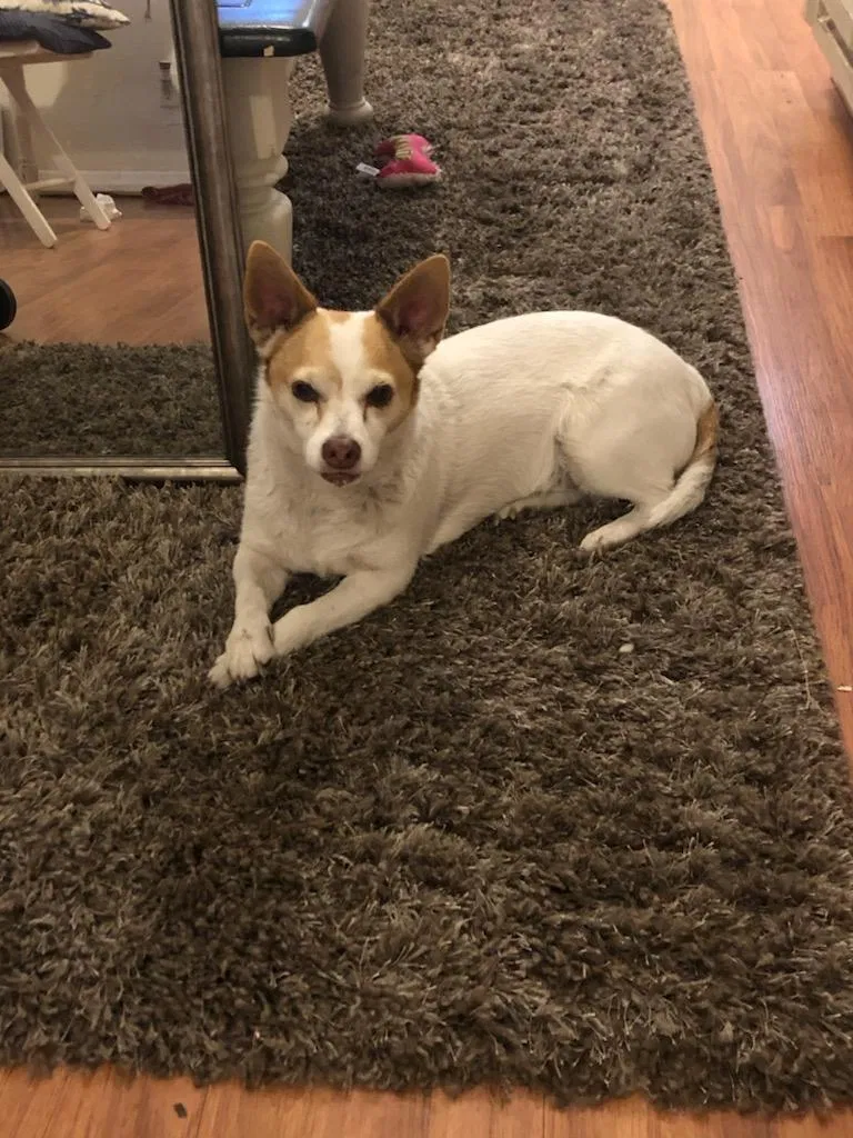 Lost dog in Tampa, FL, 33607