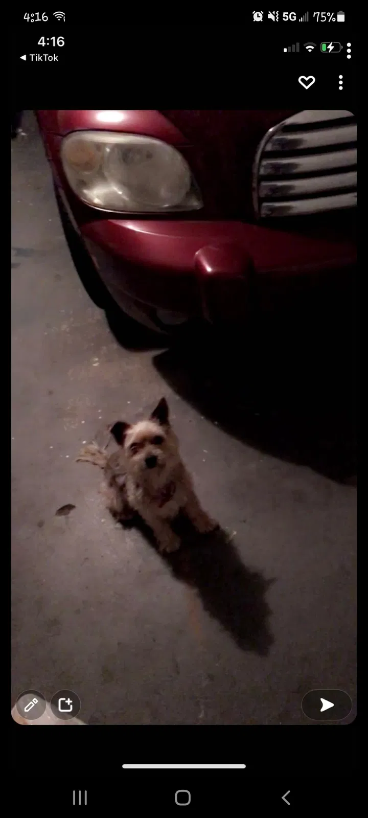 Lost dog in Clovis, CA, 93611