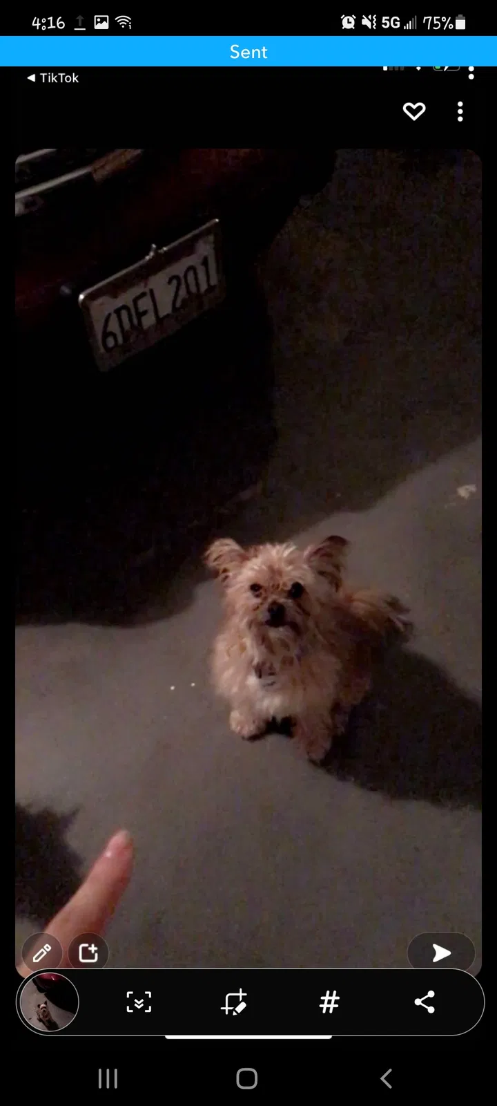 Lost dog in Clovis, CA, 93612