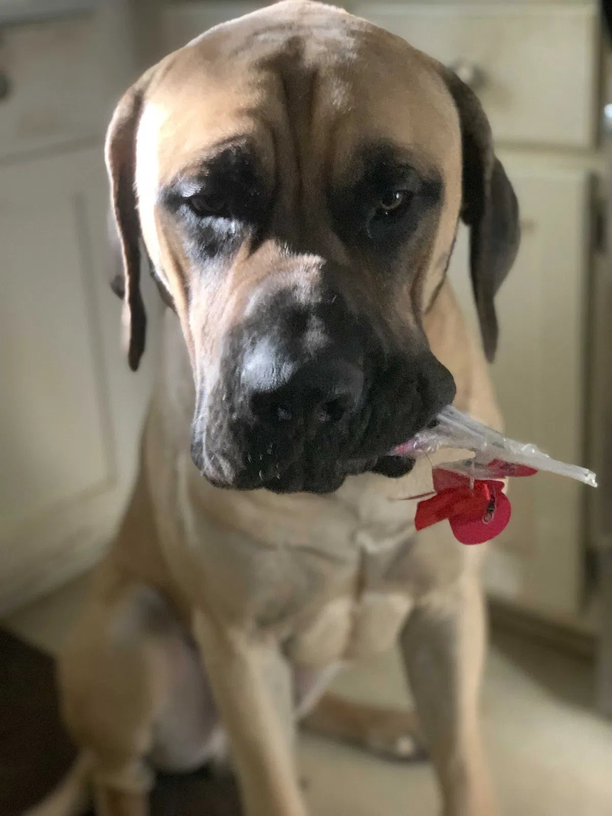 Lost dog in Little Mountain, SC, 29075