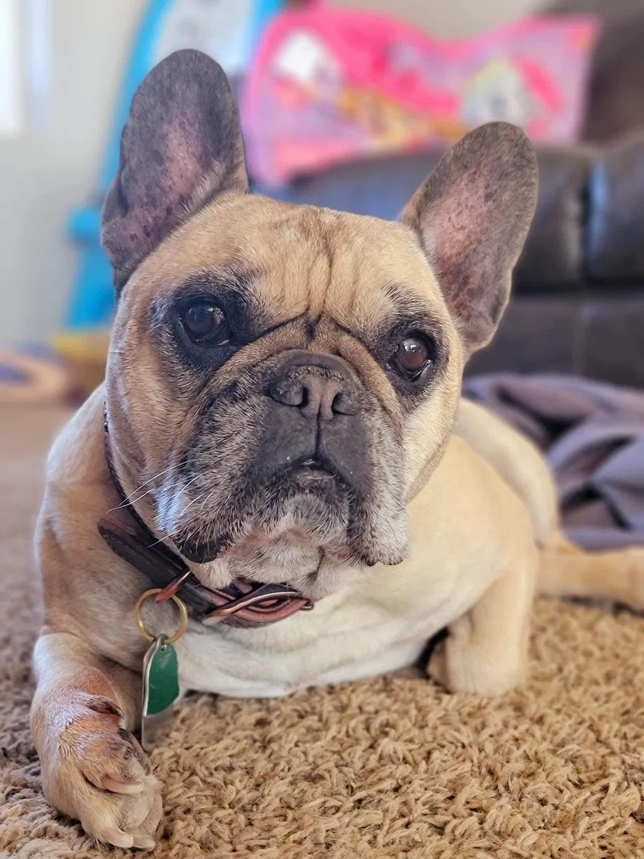 Lost dog in Pueblo, CO, 81007