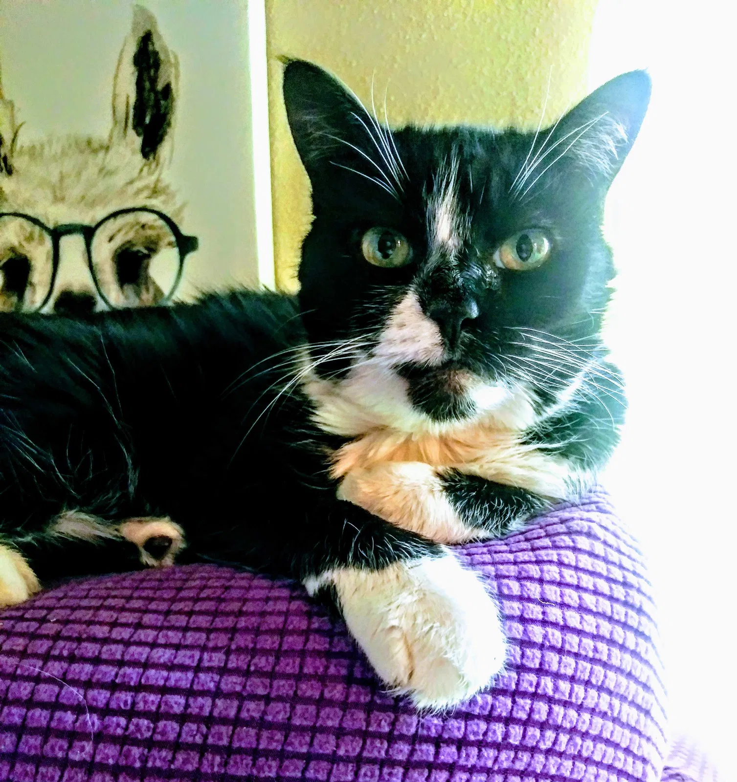 Lost cat in Kansas City, MO, 64119