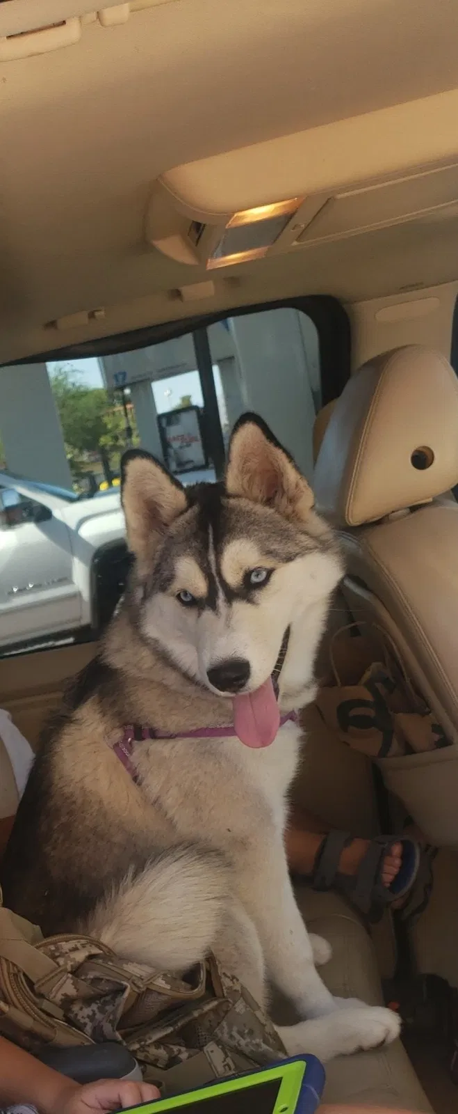 Lost dog in Las Vegas, NV, 89101