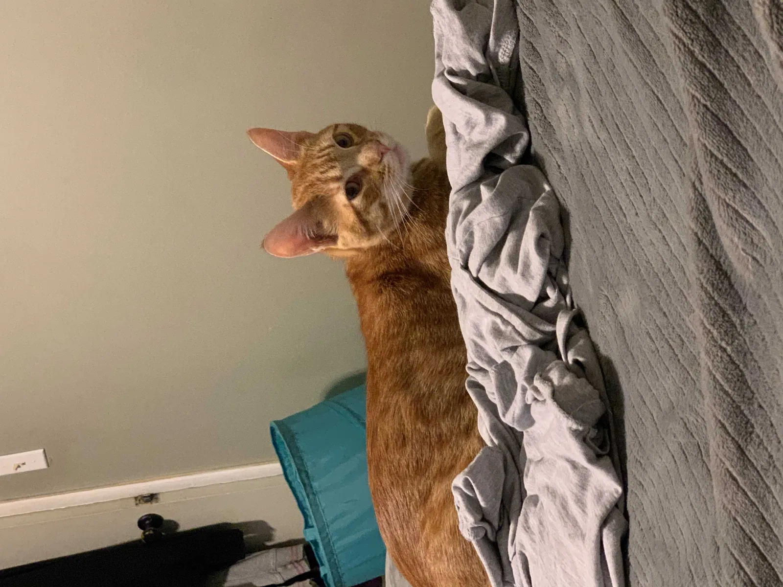Lost cat in Monroe, WA, 98272