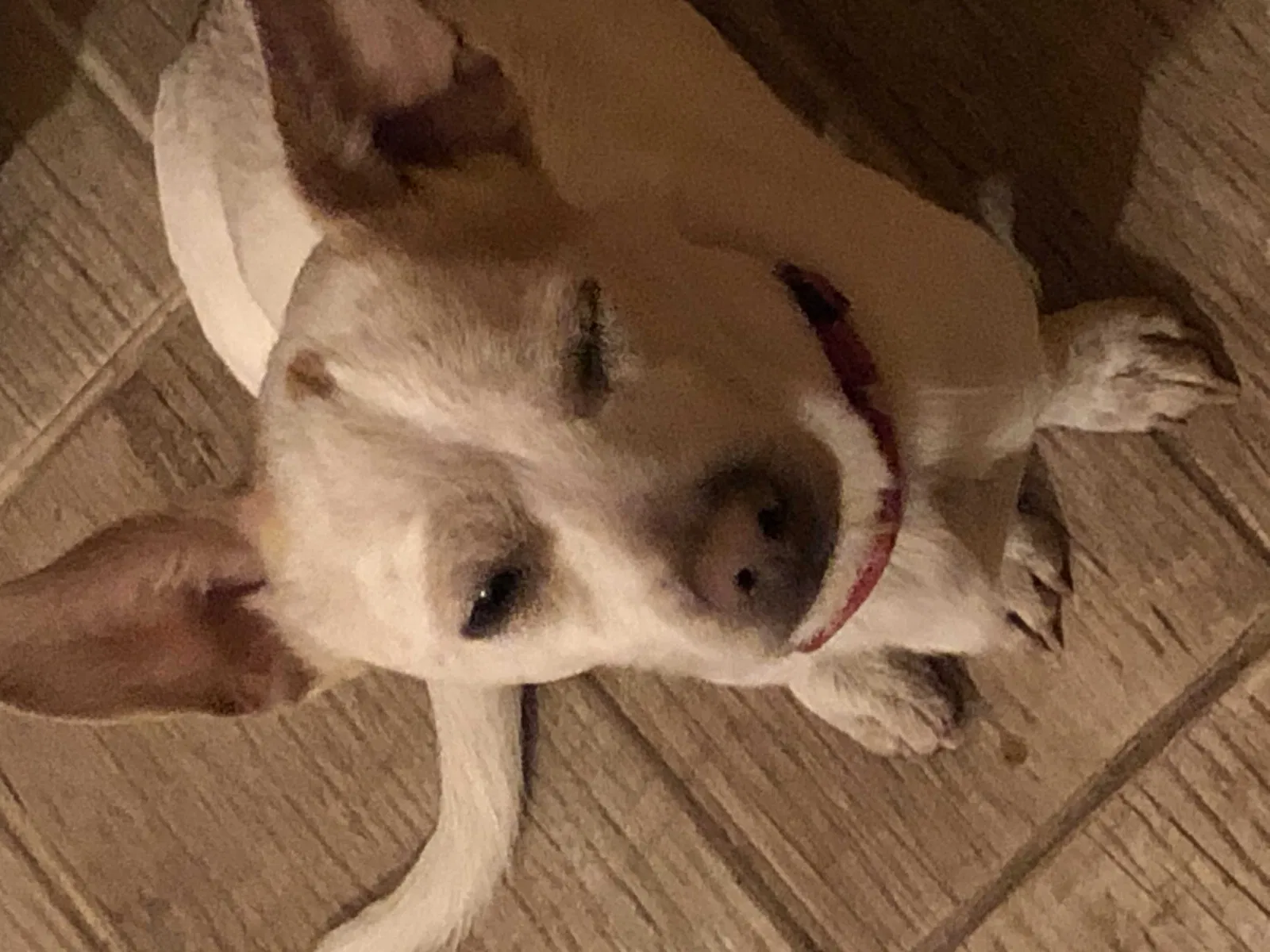 Lost dog in Bakersfield, CA, 93309