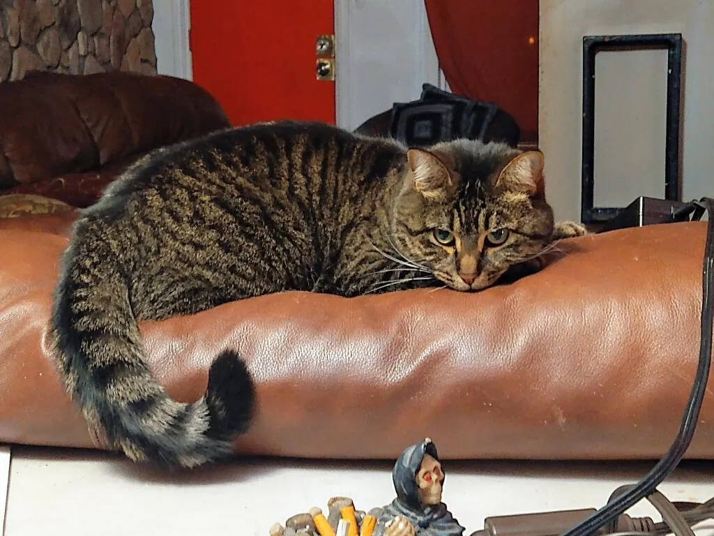 Lost cat in Denver, CO, 80216