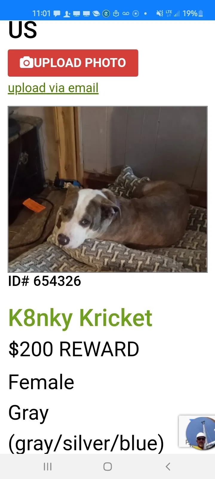 Lost dog in Montgomery, TX, 77356