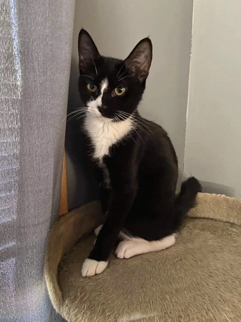Lost cat in Middle River, MD, 21220