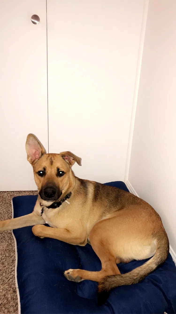 Lost dog in Bakersfield, CA, 93309