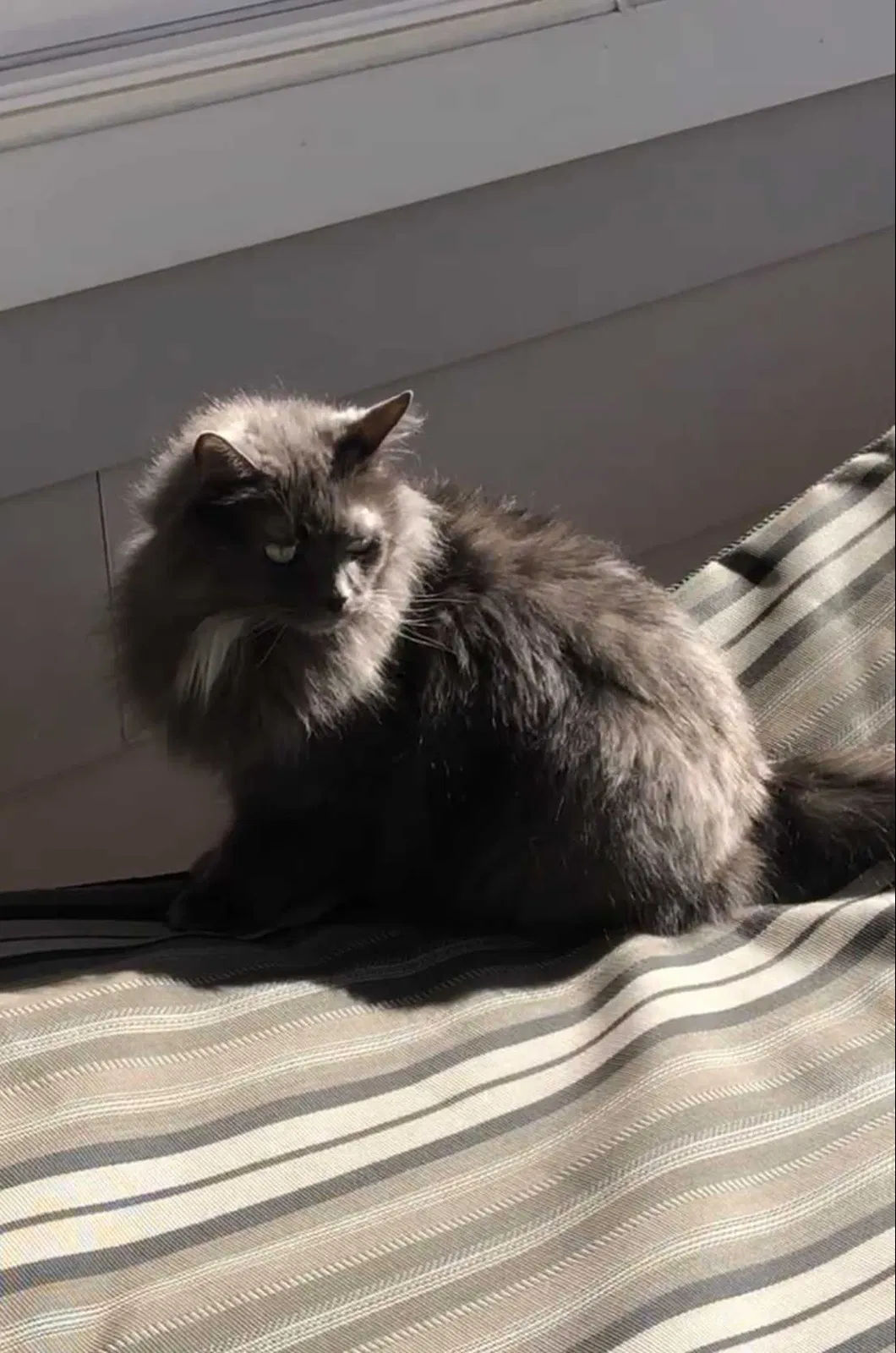 Lost cat in Fort Worth, TX, 76155