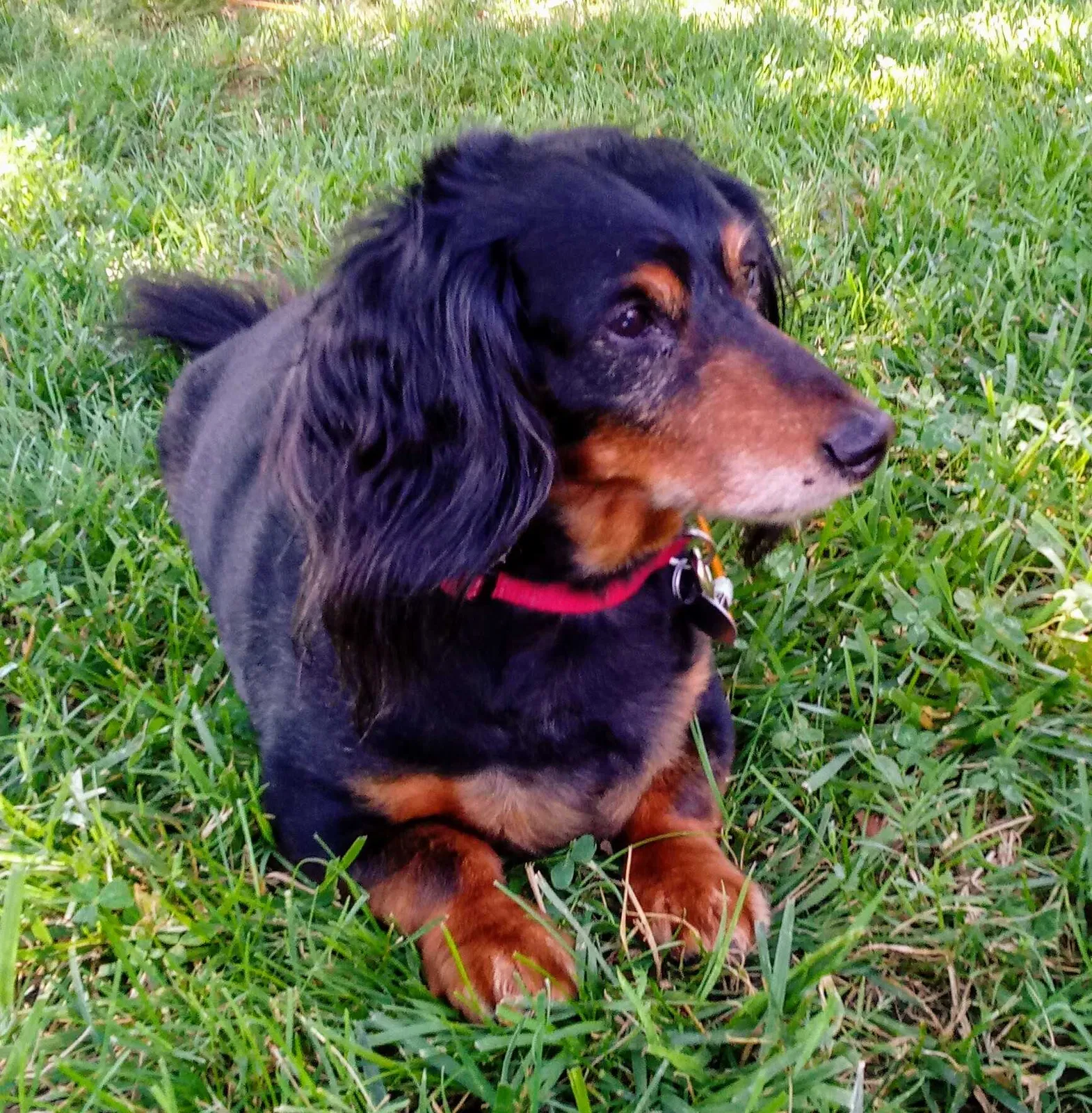Lost dog in High Point, NC, 27265
