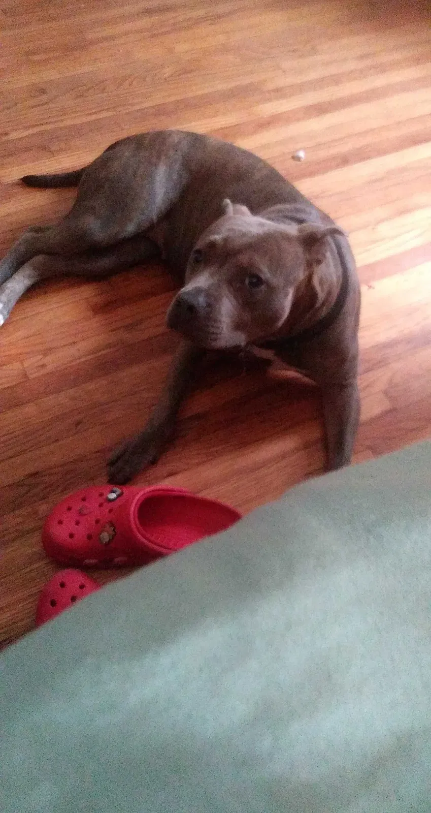 Lost dog in Tulsa, OK, 74112