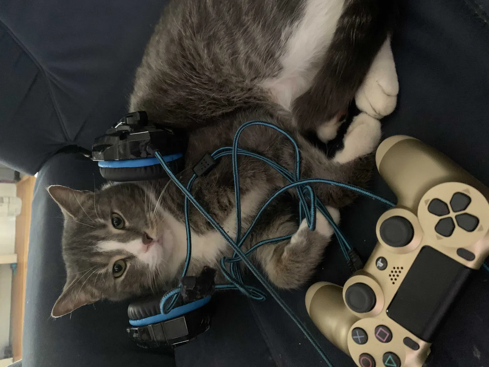 Lost cat in Parkville, MD, 21234