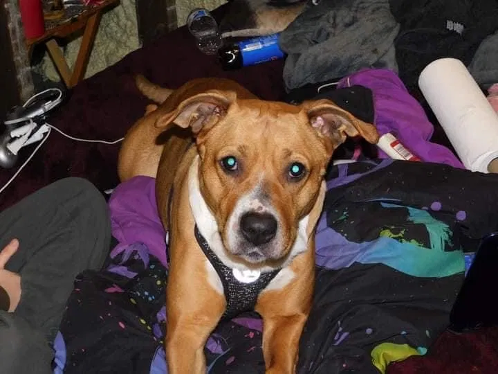 Lost dog in Plant City, FL, 33563