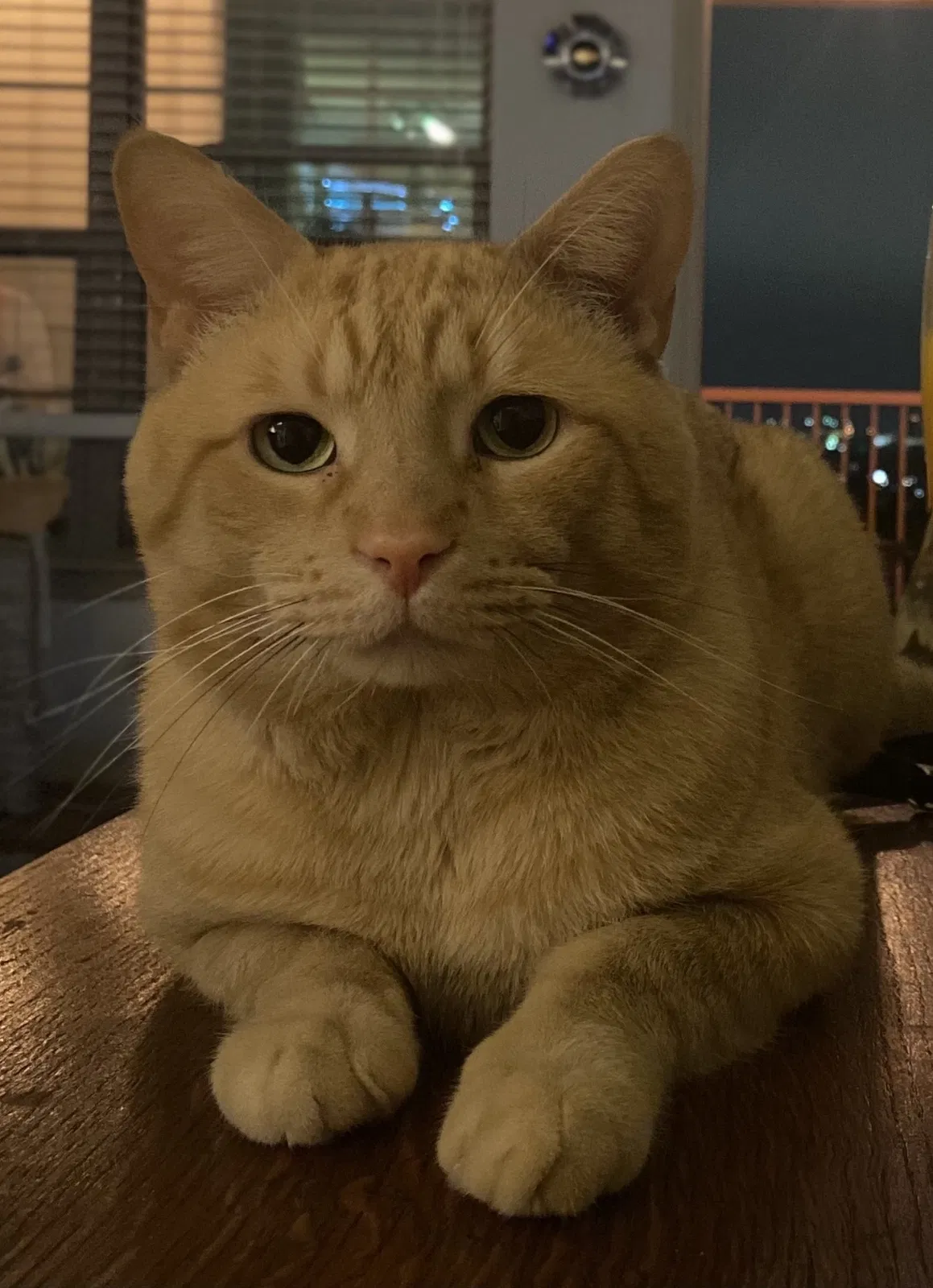 Lost cat in San Antonio, TX, 78249