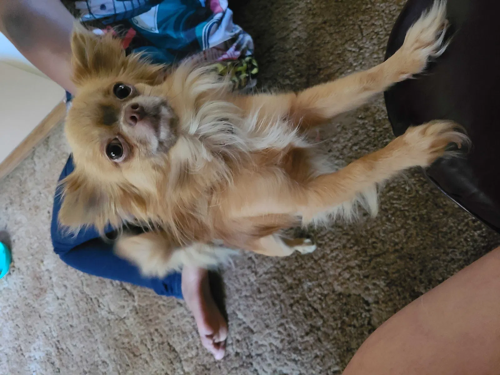 Lost dog in Wichita, KS, 67208