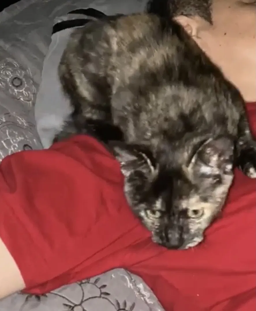Lost cat in Garland, TX, 75040