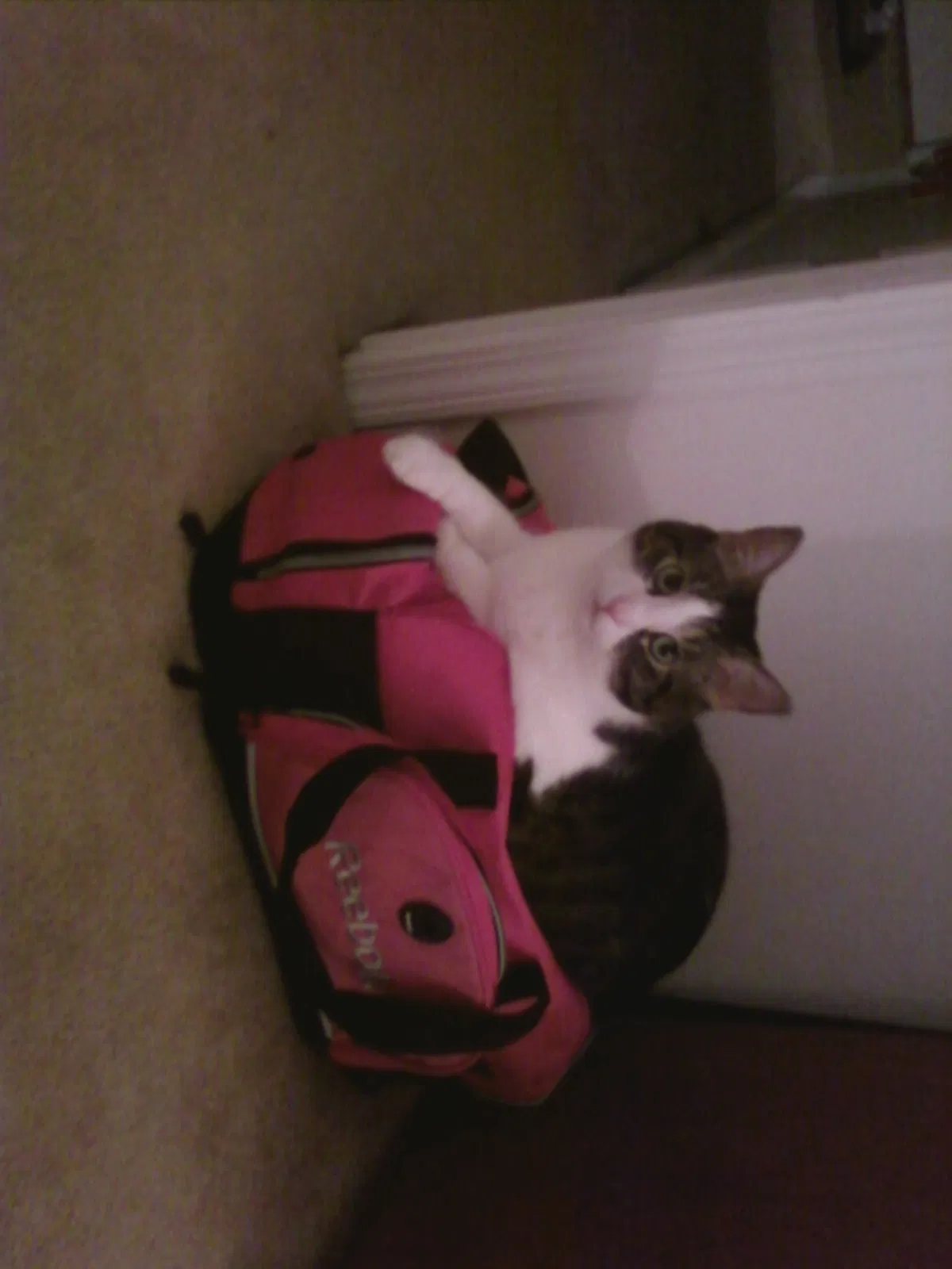 Lost cat in Round Lake, IL, 60073
