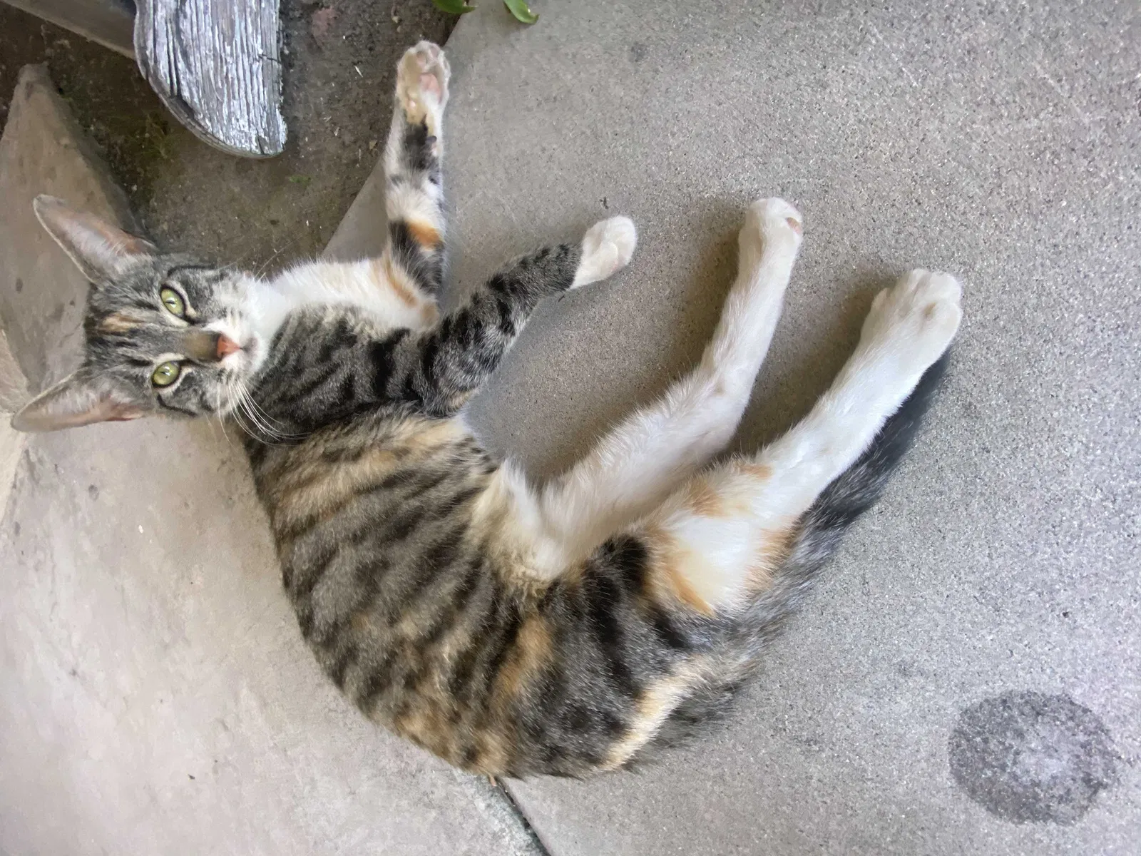 Lost cat in Anaheim, CA, 92801