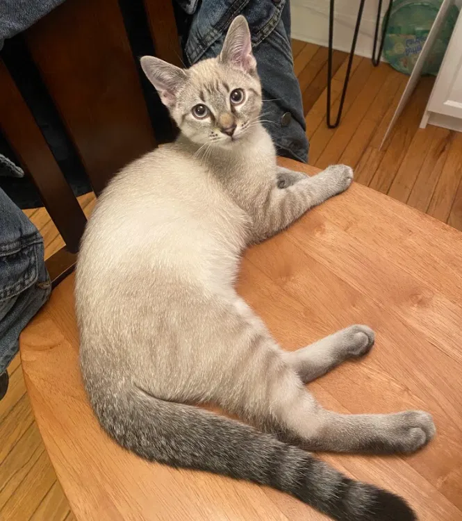 Lost cat in Decatur, GA, 30030
