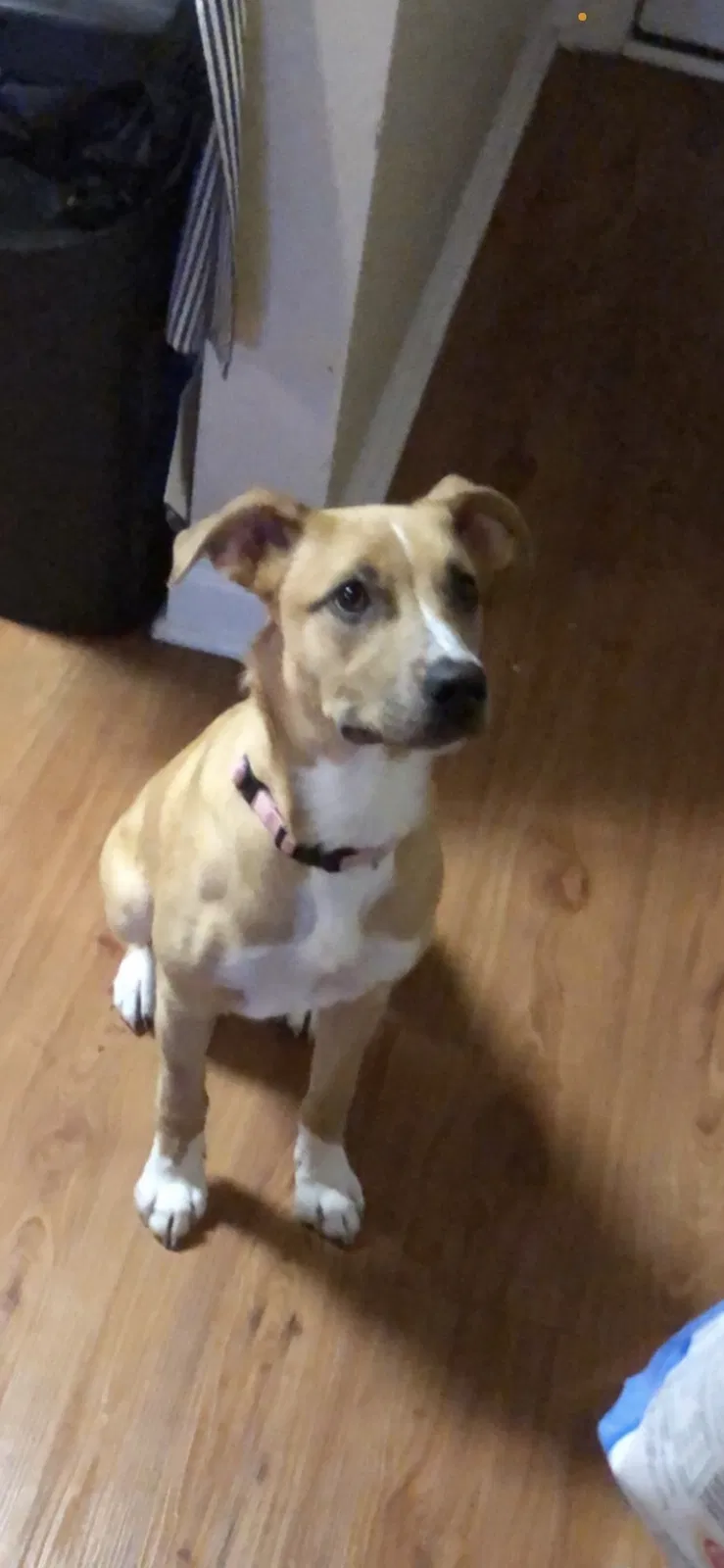 Lost dog in Pittsburgh, PA, 15220