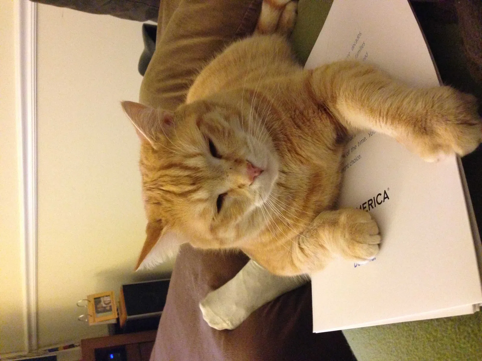 Lost cat in Matthews, NC, 28105