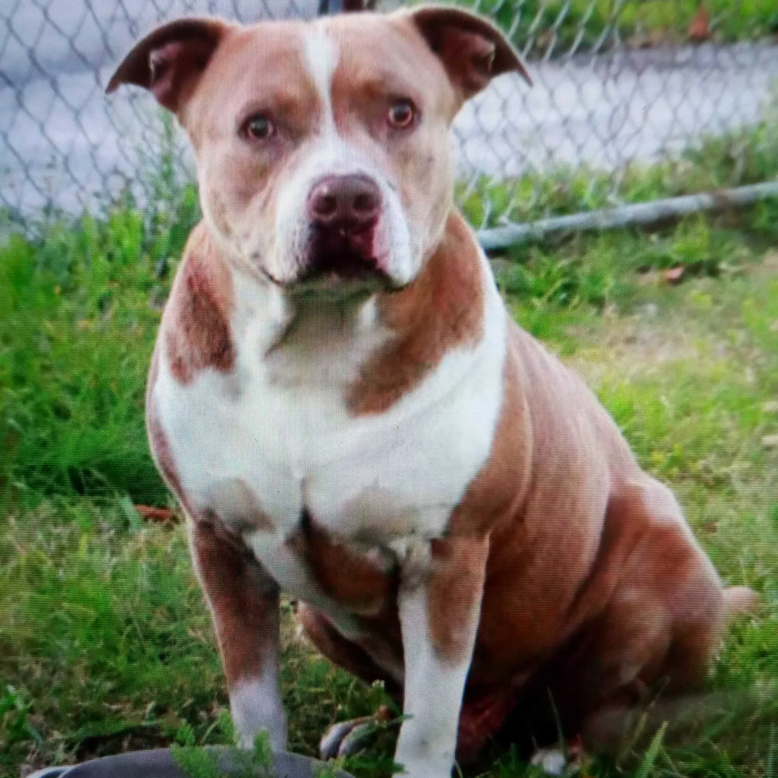 Lost dog in Miami, FL, 33147