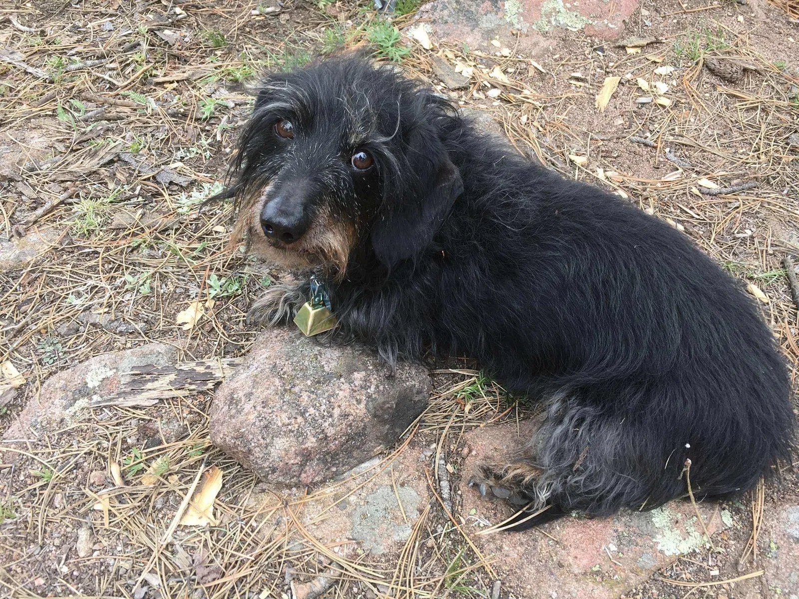 Lost dog in Wellington, CO, 80549