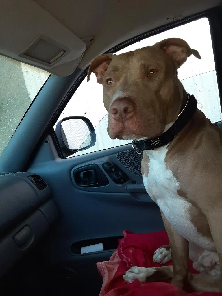 Lost dog in Los Angeles, CA, 90041