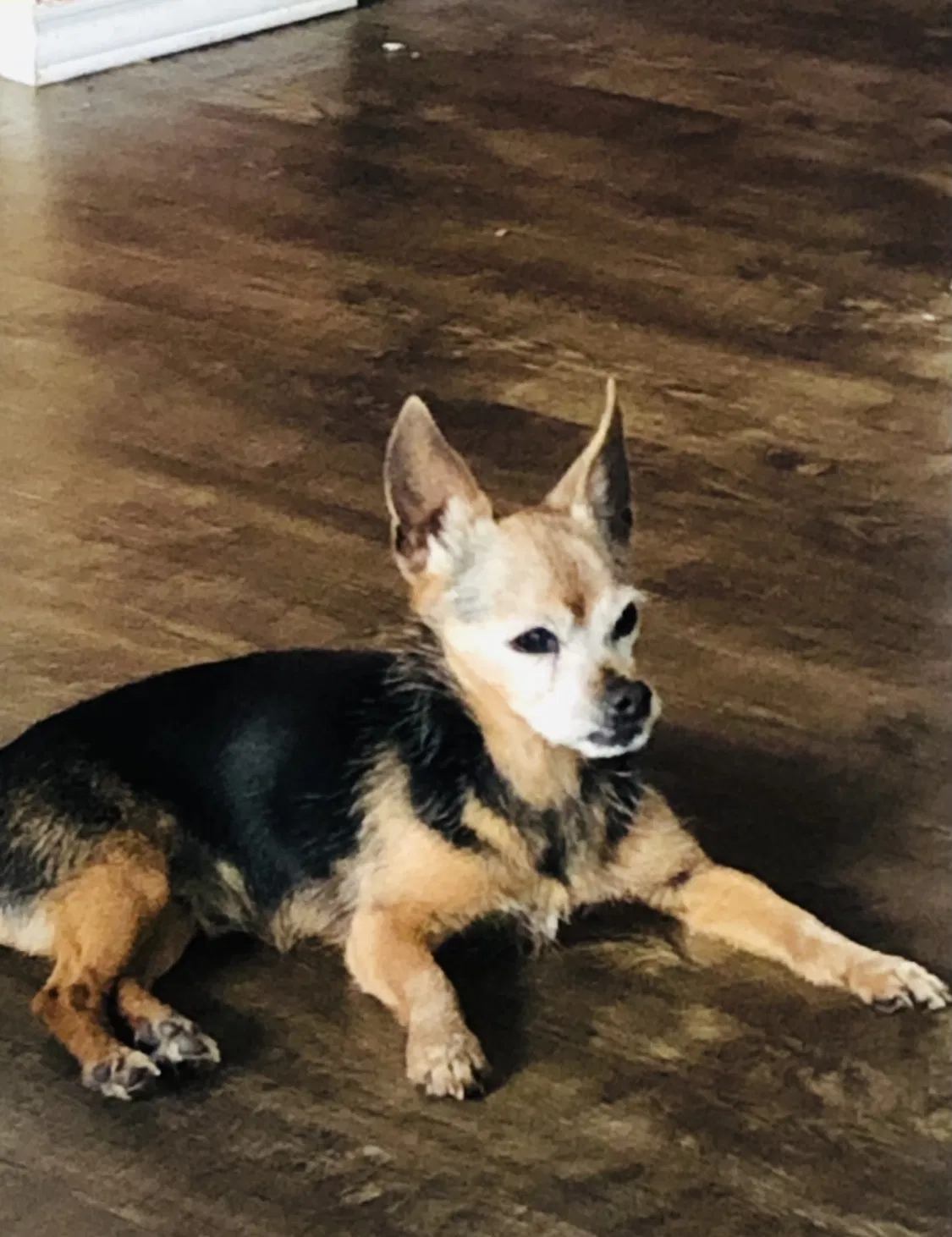 Lost dog in Kyle, TX, 78640