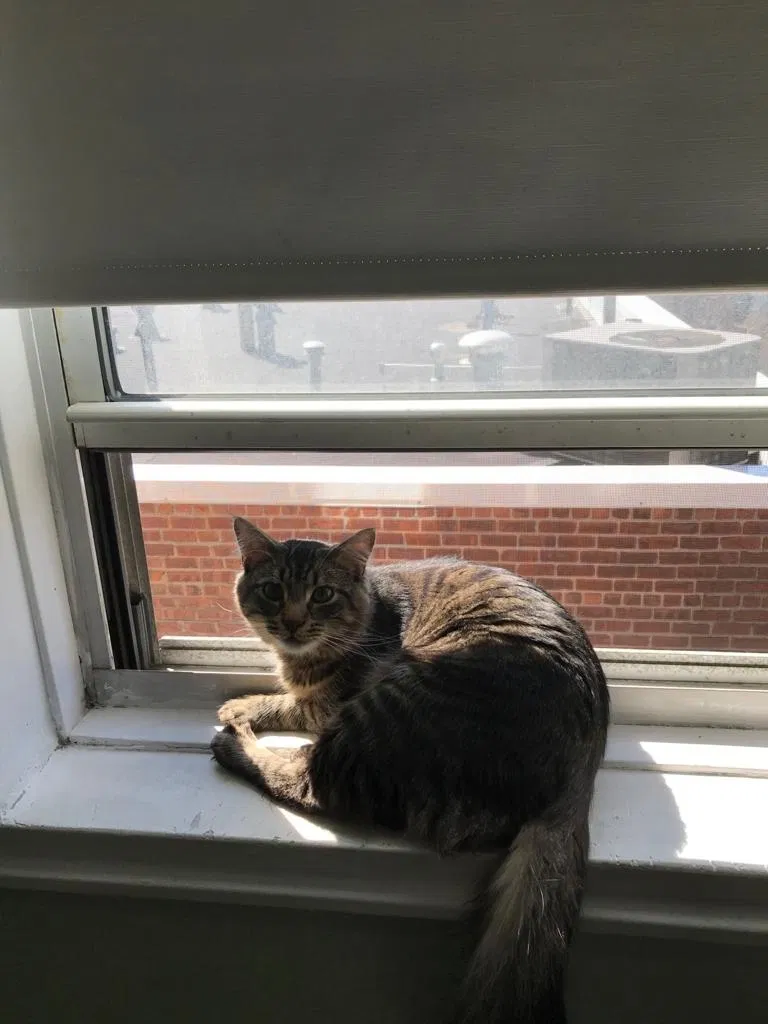 Lost cat in Rego Park, NY, 11374
