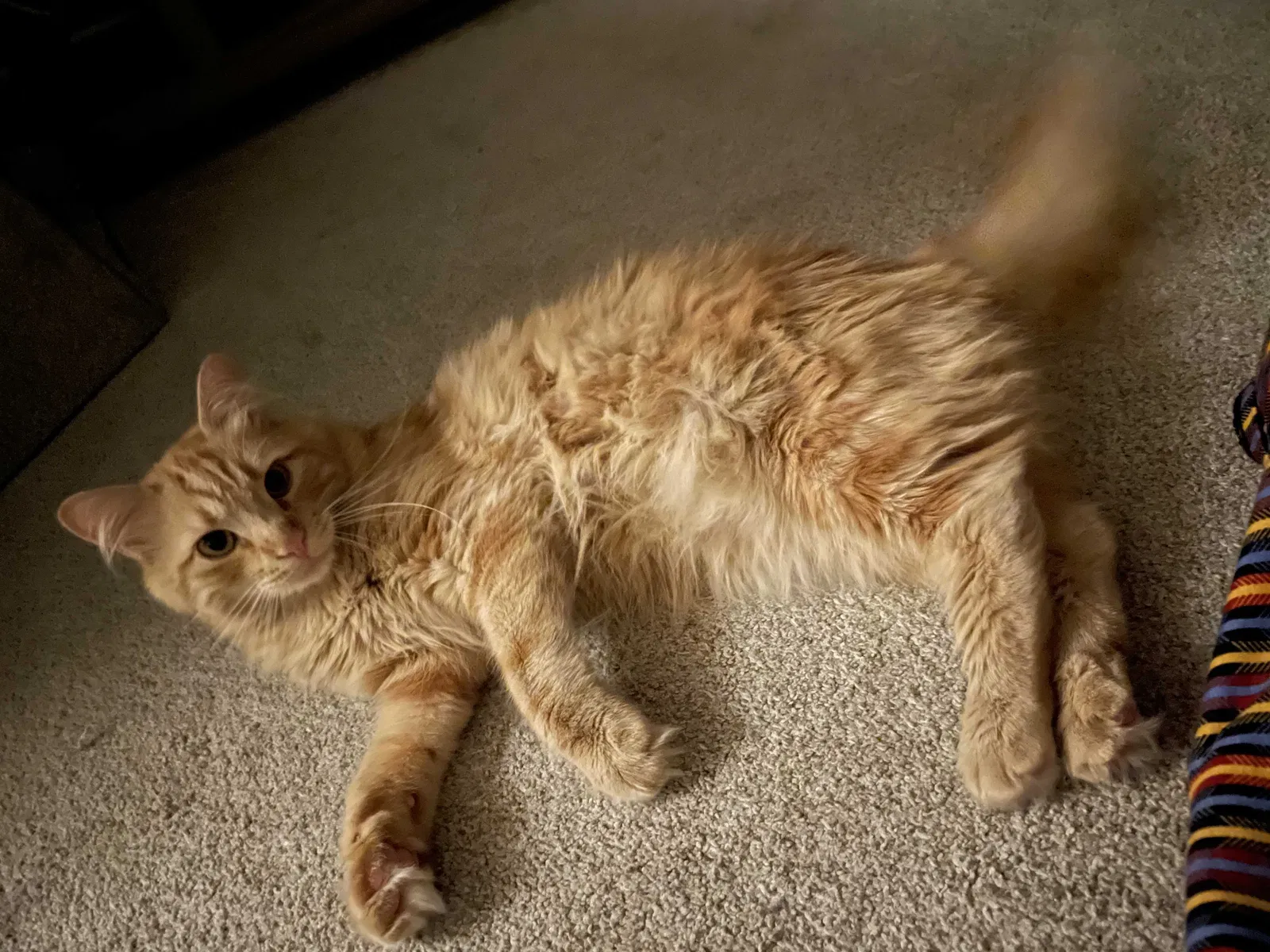 Lost cat in Jackson, NJ, 8527