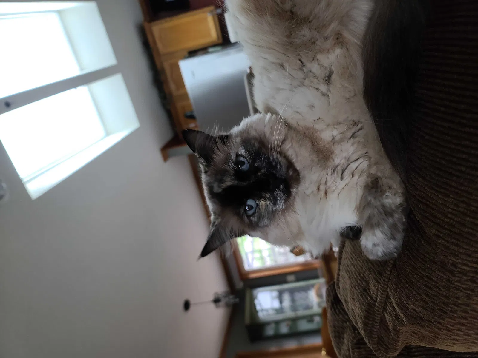 Lost cat in Amery, WI, 54001