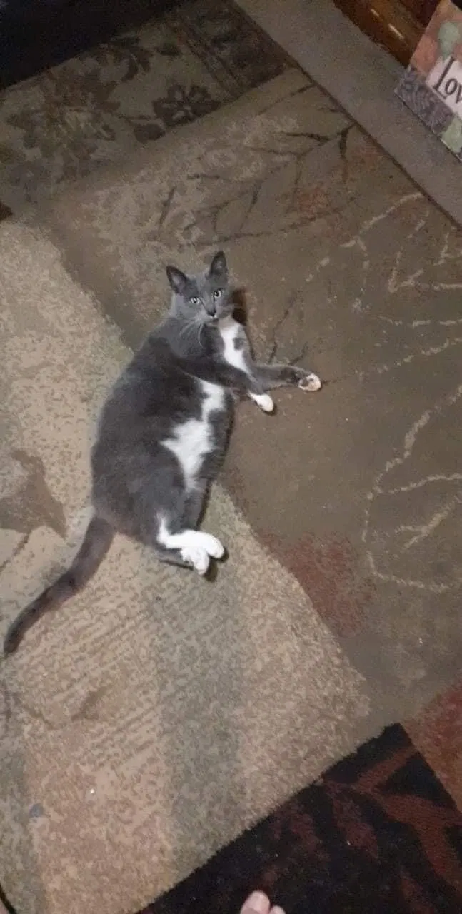 Lost cat in Columbus, IN, 47201